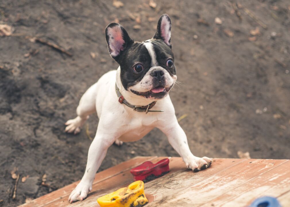 #22. French bulldog